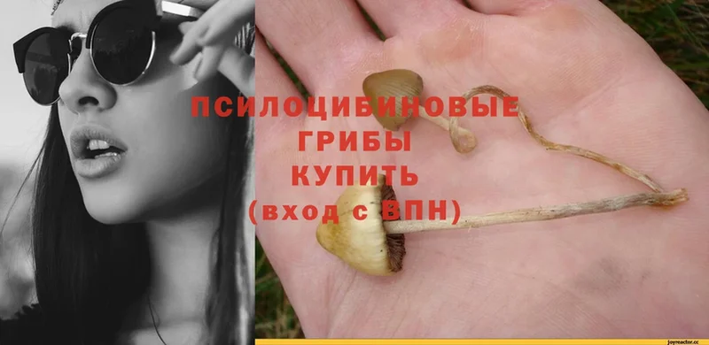 ОМГ ОМГ зеркало  Байкальск  Галлюциногенные грибы Psilocybe 